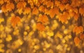 Beautiful autumn foxing on a blurred background of lights Royalty Free Stock Photo