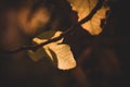 Autumn gold brown leaves on a tree on a sunny day with bokeh Royalty Free Stock Photo