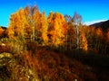 Beautiful autumn, golden birch Royalty Free Stock Photo