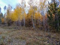 Beautiful autumn golden birch trees Royalty Free Stock Photo