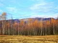 Beautiful autumn. golden birch trees in mountains Royalty Free Stock Photo