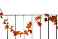 Beautiful autumn golden maple leaves growing climber on black steel fence isolated on white background Royalty Free Stock Photo