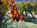 Beautiful autumn grapes in Nachal hapirim near Efrat Gush Etzion Israel