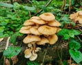 Beautiful autumn honey mushrooms on a log in the forest.