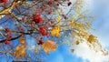 Beautiful Autumn season landscape ired mountain ash  yellow leaves falling trees  blue sky white clouds nature bright colorful  ba Royalty Free Stock Photo