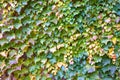 Beautiful autumn ivy leaves on house wall Royalty Free Stock Photo