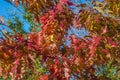 Beautiful autumn japanese maple tree with red leaves against on the blue sky Royalty Free Stock Photo