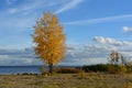 Beautiful autumn landscape with alone golden tree on river coast Royalty Free Stock Photo