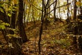 Beautiful autumn landscape. Autumn gradient of flowers. Colorful foliage on the trees