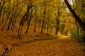 Beautiful autumn landscape. Autumn gradient of flowers. Colorful foliage on the trees