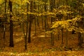 Beautiful autumn landscape. Autumn gradient of flowers. Colorful foliage on the trees