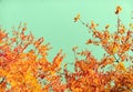 Beautiful autumn landscape background, vintage nature scene in fall season Royalty Free Stock Photo