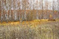 Beautiful autumn landscape, birch forest and fild.