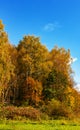 Beautiful autumn landscape of birch tree forest on the background of bright blue sky Royalty Free Stock Photo