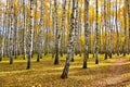 Beautiful autumn landscape, birches with yellow  leaves in the wind, autumn forest, falling leaves Royalty Free Stock Photo