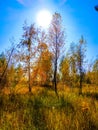 Beautiful autumn landscape, blue sky, sun, trees Royalty Free Stock Photo
