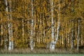 Beautiful autumn landscape. Colorful birch forest