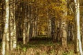 Beautiful autumn landscape. Colorful birch forest
