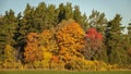 Beautiful autumn landscape. Colorful forest Royalty Free Stock Photo