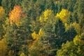 Beautiful autumn landscape. Colorful forest Royalty Free Stock Photo