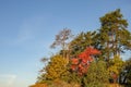 Beautiful autumn landscape. Colorful forest with blue sky Royalty Free Stock Photo