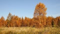 Beautiful autumn landscape. Colorful forest. Royalty Free Stock Photo