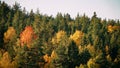 Beautiful autumn landscape. Colorful forest on hill side Royalty Free Stock Photo
