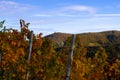 Beautiful autumn landscape with discolored leaves in Rech