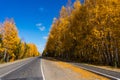 Beautiful autumn landscape: an empty roadway covered with fallen leaves. Highway on an autumn day, paved road through golden