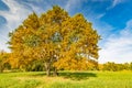 Beautiful landscape with magic autumn trees and fallen leaves in the mountains Royalty Free Stock Photo