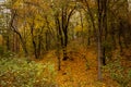 Beautiful autumn landscape. Autumn gradient of flowers. Colorful foliage on the trees