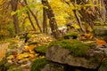 Beautiful autumn landscape. Autumn gradient of flowers. Colorful foliage on the trees