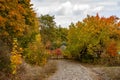 Beautiful autumn landscape. Autumn gradient of flowers. Colorful foliage on the trees