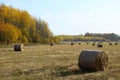 Beautiful autumn landscape, juicy dry grass, hay compressed into round rolls lies on the field. Yellow leaves on trees Royalty Free Stock Photo