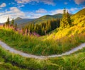 Beautiful autumn landscape in the mountains with pink flowers. Royalty Free Stock Photo