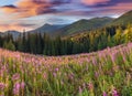 Beautiful autumn landscape in the mountains with pink flowers. Royalty Free Stock Photo