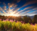 Beautiful autumn landscape in the mountains with pink flowers Royalty Free Stock Photo