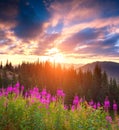 Beautiful autumn landscape in the mountains with pink flowers. Royalty Free Stock Photo