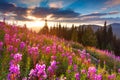 Beautiful autumn landscape in the mountains with pink flowers. Royalty Free Stock Photo