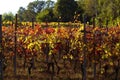 Beautiful Autumn Landscape With Multi-Colored Lines Of Vineyards Grapevines. Autumn Color Vineyard Royalty Free Stock Photo