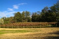 Beautiful Autumn Landscape With Multi-Colored Lines Of Vineyards Grapevines. Autumn Color Vineyard Royalty Free Stock Photo