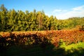 Beautiful Autumn Landscape With Multi-Colored Lines Of Vineyards Grapevines. Autumn Color Vineyard Royalty Free Stock Photo