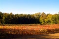 Beautiful Autumn Landscape With Multi-Colored Lines Of Vineyards Grapevines. Autumn Color Vineyard Royalty Free Stock Photo