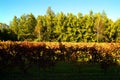 Beautiful Autumn Landscape With Multi-Colored Lines Of Vineyards Grapevines. Autumn Color Vineyard Royalty Free Stock Photo
