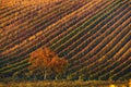 Beautiful Autumn Landscape With Multi-Colored Lines Of Vineyards / Grapevines And Tree With Orange Foliage In Morning Sun.Rows Of Royalty Free Stock Photo