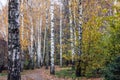 Beautiful autumn landscape. National park Sofiivka, Uman, Ukraine. Autumn park, forest Royalty Free Stock Photo