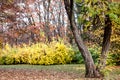 Beautiful autumn landscape. National park Sofiivka, Uman, Ukraine. Autumn park, forest Royalty Free Stock Photo