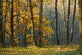 Beautiful autumn landscape. Oak Grove Birch Forest