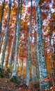 The beautiful autumn landscape. October colors. The beauty of autumn colors of trees. Colorful landscape in autumn.