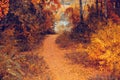 A small path covered with yellow autumn leaves